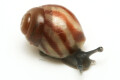 Achatina balteata infrafusca Congo juvenil